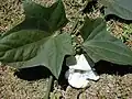 Leaves and flower