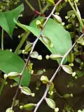 Purple yam flowers