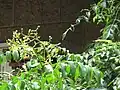 Flowers and fruits