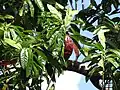 Leaves in Keʻanae Arboretum, Maui—may possibly be E.&nbsp;grandis
