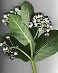 Calotropis procera branch with flowers