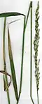 Leaves