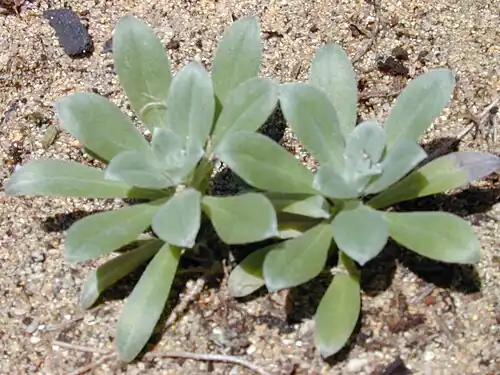 Heliotropium anomalum var. argenteum