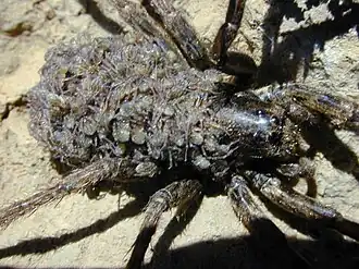 Lycosa hawaiiensis carrying young