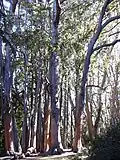 Eucalyptus obliqua in Hospers Grove, Maui