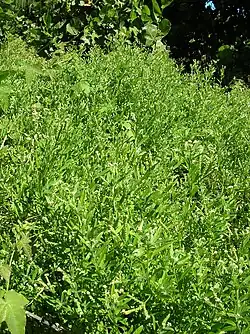 Heliotropium procumbens habit