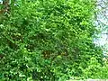 Shrub with rachis network of leaves and branches and small leaves