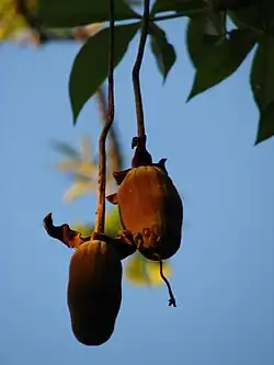 Hanging fruit at Ala Moana Beach Park, Oahu in Hawaii