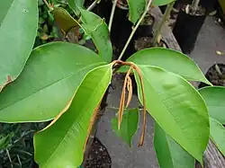 Leaves