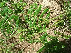 Branches with thorns and stipules