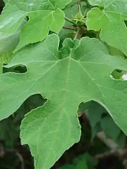 Leaf closeup