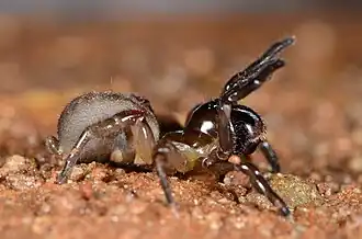 female