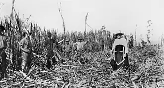 Canefields, Norwell, circa 1915