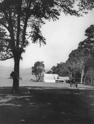 Horse grazing near Munro's Camp, 1929