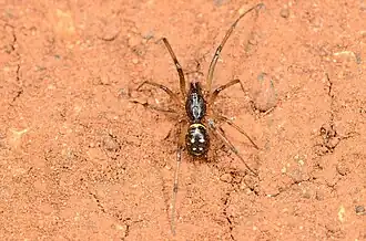male