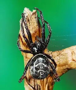 female