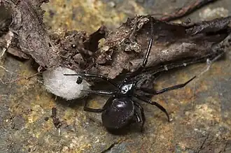 female with egg sac