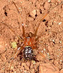 male