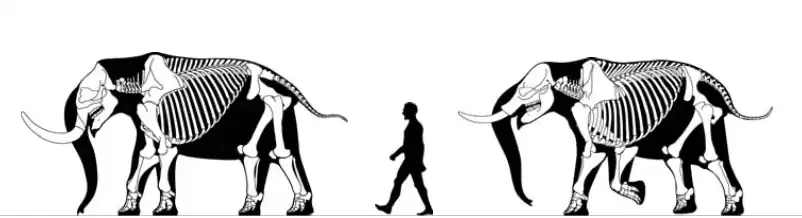 Notiomastodon and Stegomastodon compared to a human