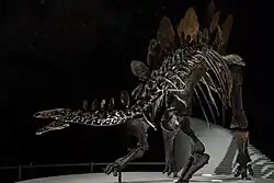 Sophie the Stegosaurus