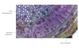 Stem Cross Section of Buxus microphylla