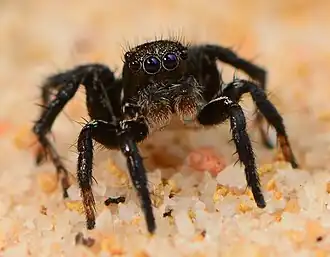 male