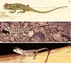 Figures (1) Drawing of Stenocercus tricristatus from Plate XXII in Duméril (1851); (2) photograph of a live adult specimen of Stenocercus canastra sp. nov; (3) photograph of a live juvenile specimen of S. canatra sp. nov