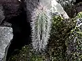 seedling