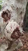 Sterculia urens (Indian Ghost Tree) in Satpura Tiger Reserve