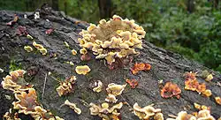 Stereum hirsutum
