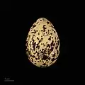 Egg of Sterna dougallii bangsi - Muséum de Toulouse