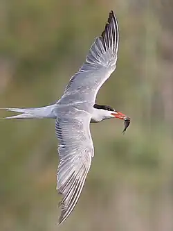 Common tern, Valencia