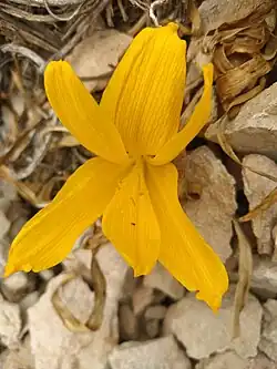 In Zagros, Iran