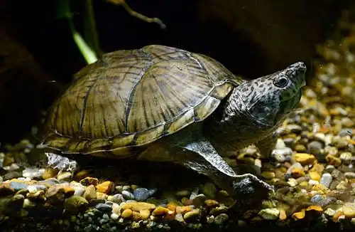 In captivity