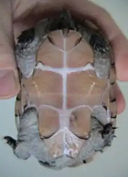 Plastron