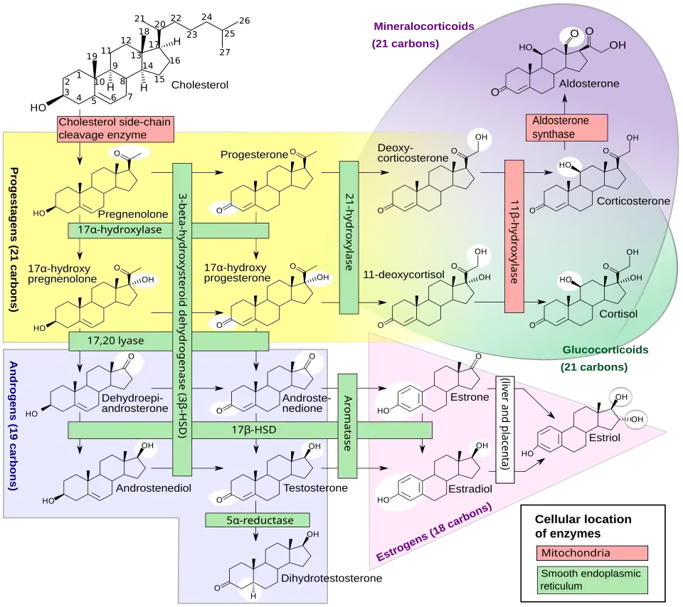 Steroidogenesis