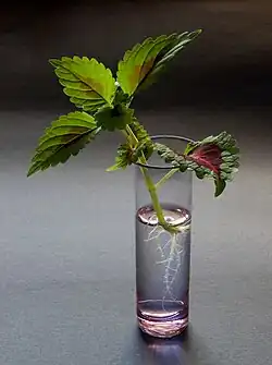 Cutting – after 14 days the roots are 6&nbsp;cm long