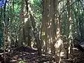 Giant stinging trees
