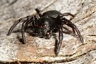 male S. affinis