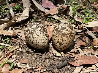 Eggs