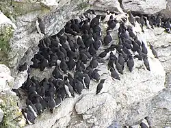 Common murres, Stora Karlsö