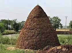 Cow-dung mound in Punjab