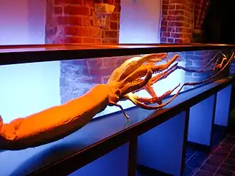 #478 (?/8/2003), Giant squid specimen with tentacles fully extended, exhibited at the German Oceanographic Museum in Stralsund