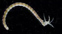 Streblospio benedicti
