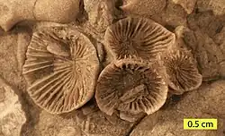 Streptelasma divaricans (Nicholson, 1875) from the Liberty Formation (Upper Ordovician) of southern Ohio