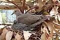 Adult and chick on nest