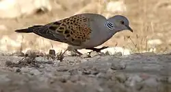 European turtle dove, Melilla