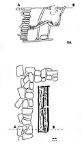 Burial excavation showing the over-pit system and surface arrangements