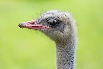 Head feathers are a thin layer of down.