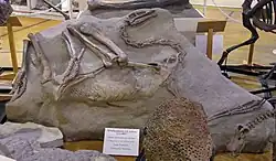 CLAWS the Struthiomimus